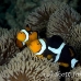 anemonefish_clown_hg_kb_h_0048_png0059.jpg